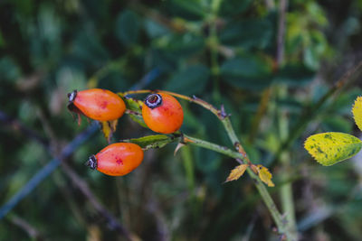 Close-up of cherries on tree