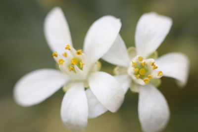 Close-up of white flowering plant