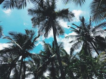 Low angle view of trees against sky