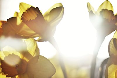 Close-up of yellow flowers