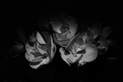 Close-up of flowering plant against black background