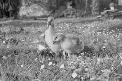 Ducklings on grassy field