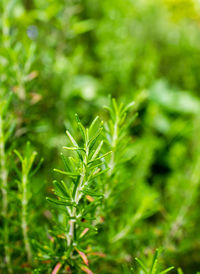 Close-up of fresh green plant in field