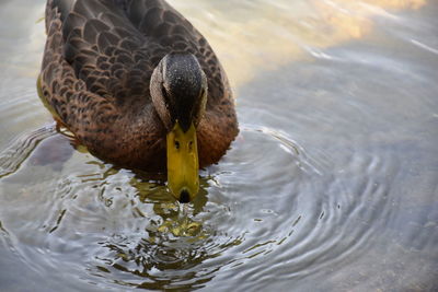 High angle view of duck swimming in water