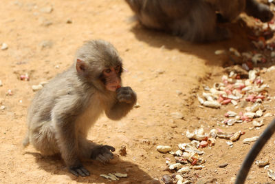 Monkey sitting on a field