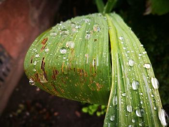 Close-up of raindrops on leaf