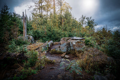 Scenic view of forest against sky