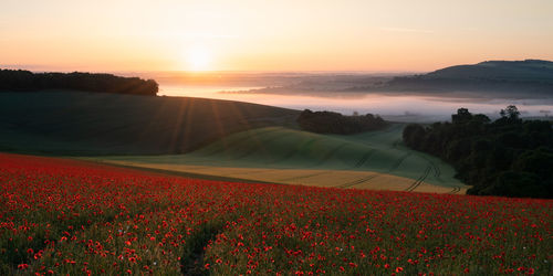 Huge poppy field at sunrise with mist in the valley and subtle sunny sky