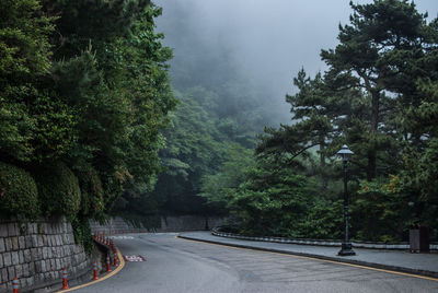 Road amidst trees during foggy weather