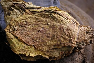 Close-up of dried leaves