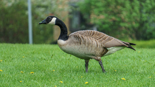 Side view of a bird on field