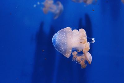 Close-up of jellyfish swimming in sea