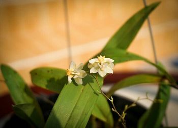 Close-up of white flowers