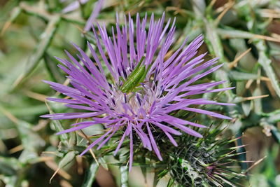 Close-up of purple flowering plant