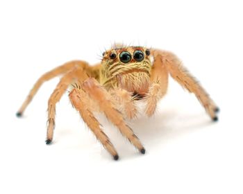Close-up of spider on white background