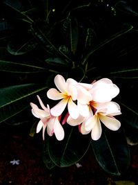 Close-up of white flowering plant