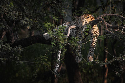 Close-up of cheetah on tree