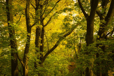 Trees in forest during autumn