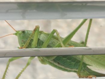 Close-up of insect on plant