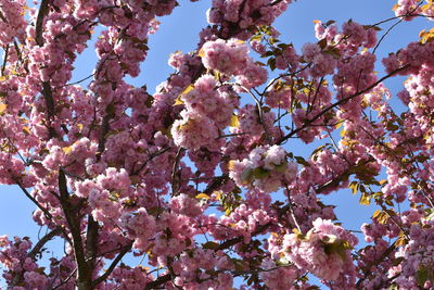 Low angle view of cherry blossoms against sky