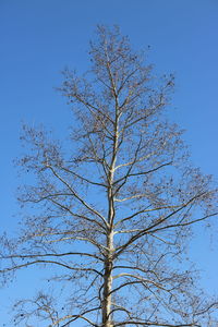 Low angle view of tree against clear sky