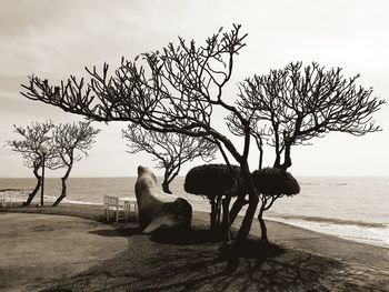 Tree by sea against sky