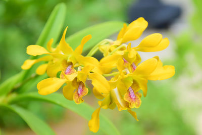 Close-up of yellow flowering plant