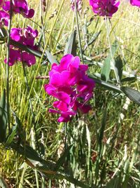 Close-up of pink flowers blooming outdoors