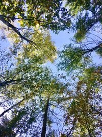 Low angle view of trees against sky