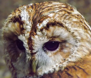 Close-up portrait of owl