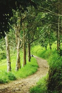 Dirt road passing through forest