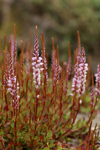 Aconogonon, persicaria vaccinifolia crichton gardens, dumfries