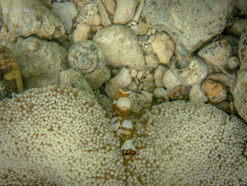 High angle view of crab on beach