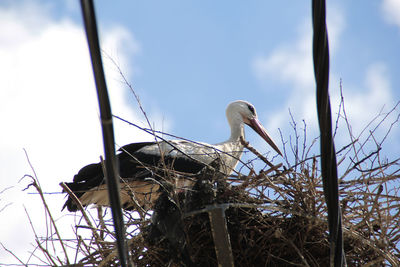 Low angle view of stork on nest against sky