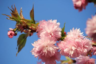 Low angle view of pink flowers blooming on tree