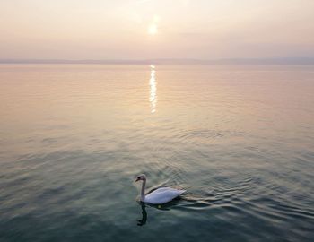 Swans swimming in lake against sky during sunset