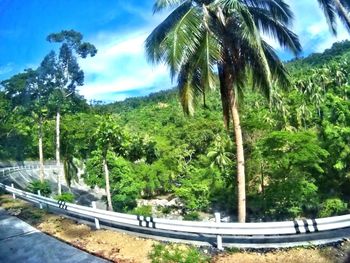 Palm trees by road against sky