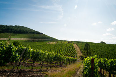 Vineyard against sky