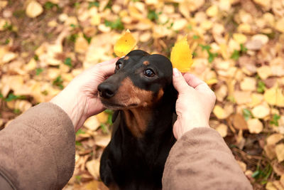 Human hands hold autumn yellow leaves near the ears of a dachshund dog