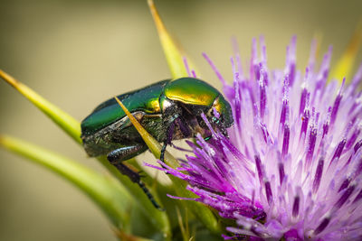 Close-up of insect on purple flower