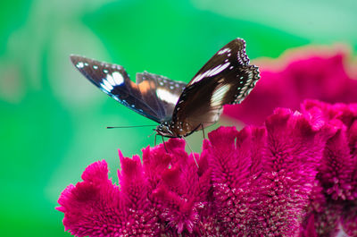 Close-up of butterfly pollinating on flower