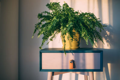 Close-up of potted plant against wall