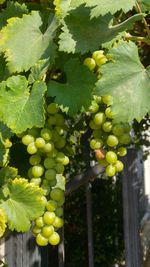 Close-up of grapes growing in vineyard