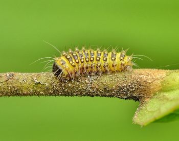 Close-up of insect