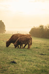 Horse grazing on field against sky