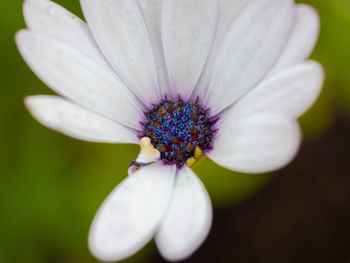 Close-up of white flower