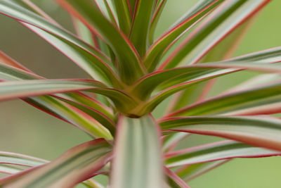 Close-up of plant