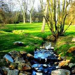 Stream flowing through forest