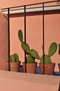 Close-up of potted cactus plant in greenhouse