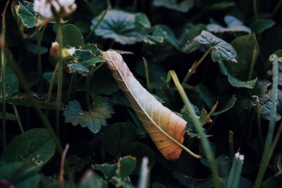 Close-up of plant